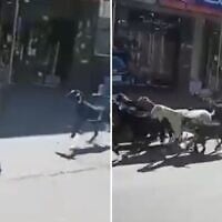 Extremist settlers reportedly steal goats from the Palestinian village of Deir Ibzi, July 19, 2026. (Screenshots, courtesy Peace Now)