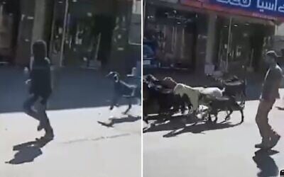 Extremist settlers reportedly steal goats from the Palestinian village of Deir Ibzi, July 19, 2026. (Screenshots, courtesy Peace Now)