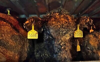 Calves transported from Australia to Israel by sea photographed covered in dried excrement. (Israel Against Live Shipments) Calves transported from Australia to Israel by sea photographed covered in dried excrement. (Israel Against Live Shipments)