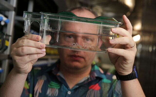 Prof. Yehu Moran, head of the Department of Ecology, Evolution, and Behavior at Hebrew University of Jerusalem, examines sea anemones in his lab. (Courtesy)