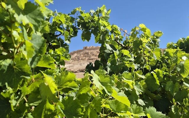 Part of the archeological site of the Avdat National Park seen through an ancient variety of grape vine, Negev Highlands, southern Israel. (Courtesy, Lior Schweimer, Israel Nature and Parks Authority)