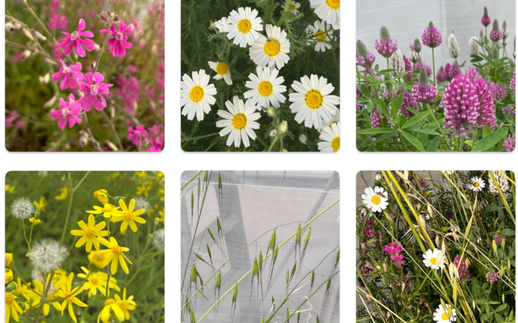 Drought makes Israeli wildflowers change bloom schedule, study finds