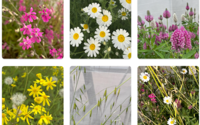 Flowering wild plants that were tested for drought both as individual species growing alone, and in a group. From top left to bottom right: Palestine catchfly, Israel marigold, purple clover, spring groundsel, common oat, and a mixed-species community containing all five species. (Barel Tsafon)