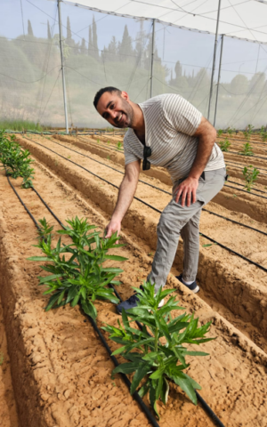 תמונת סיקור