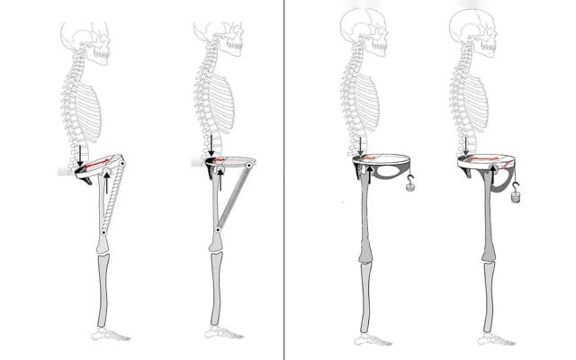 The male pelvis (L) returns energy while walking, while the female pelvis (R) disperses energy, according to a new study. (Tel Aviv University)