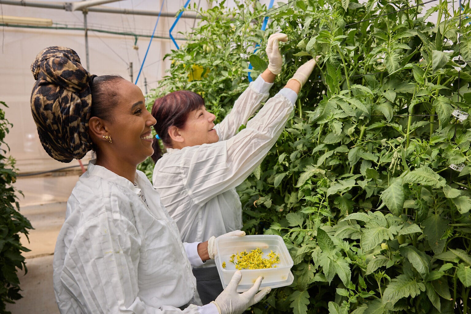 Employees at Hazera's R&D center at Brurim, southern Israel, remove flowers from tomato plants so that the pollen can be removed. (Ofer Hajayov)