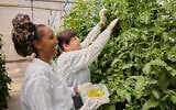 Employees at Hazera's R&D center at Brurim, southern Israel, remove flowers from tomato plants so that the pollen can be removed. (Ofer Hajayov)