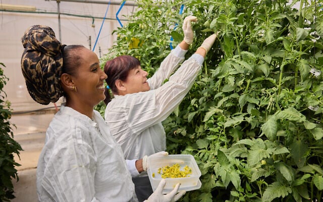 Employees at Hazera's R&D center at Brurim, southern Israel, remove flowers from tomato plants so that the pollen can be removed. (Ofer Hajayov)