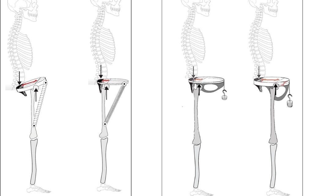 His pelvis was made for walking. Hers? Not so much, claims study of Neanderthal bones