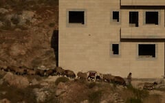 Illustrative: An Israeli settler leads his flock of sheep past a home in the West Bank village of Abu Falah on July 29, 2026. (AP/Leo Correa)