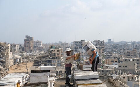 Illustrative: Displaced Palestinian beekeepers harvest honey from beehives at al-Dabba family bee farm, in Gaza City, in the Strip's north, on August 8, 2026. (AP Photo/Jehad Alshrafi)