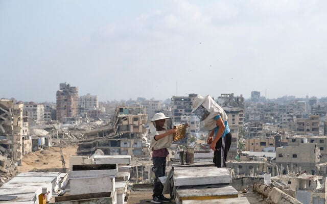 Illustrative: Displaced Palestinian beekeepers harvest honey from beehives at al-Dabba family bee farm, in Gaza City, in the Strip's north, on August 8, 2026. (AP Photo/Jehad Alshrafi)
