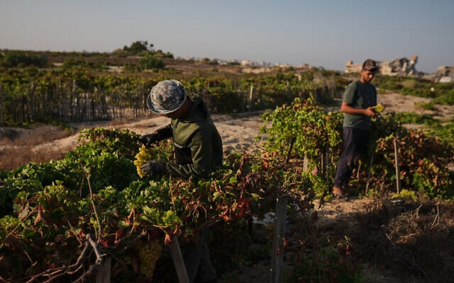Palestinian farmers harvest grapes in Wadi Gaza, Gaza Strip, August 12, 2026. (AP Photo/Jehad Alshrafi)