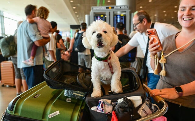 Passengers and a pet wait at Ben Gurion International Airport during a strike, August 20, 2026. (Avshalom Sassoni/Flash90)