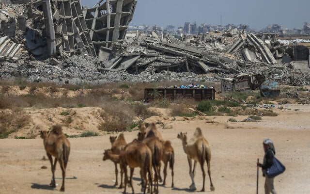 Camels and a Palestinians are seen in front of destroyed buildings in Al-Zahra City, central Gaza Strip, August 22, 2026. (Ali Hassan/Flash90)