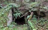 A partisan bunker is seen in Rudninkai Forest. (Shira Li Bartov/ JTA)
