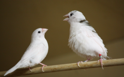 A Bengalese finch father (right) teaches his son how to sing. (Kazuo Okanoya) A Bengalese finch father (right) teaches his son how to sing. (Kazuo Okanoya)