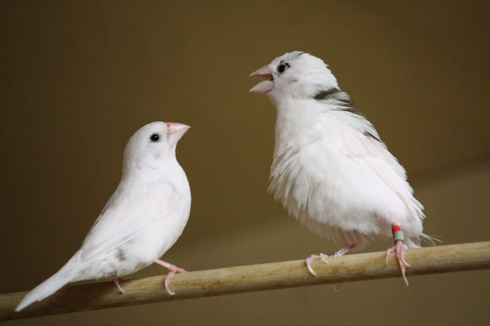 Finches use same rulebook as human babies to pick up language, study finds