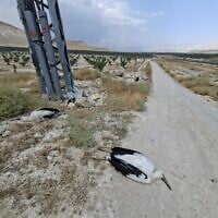 The carcass of one of around 30 white storks killed by electrocution in the central Jordan Valley, Auagust 17, 2026 (Yuval Bashan, Society for the Protection of Nature in Israel)
