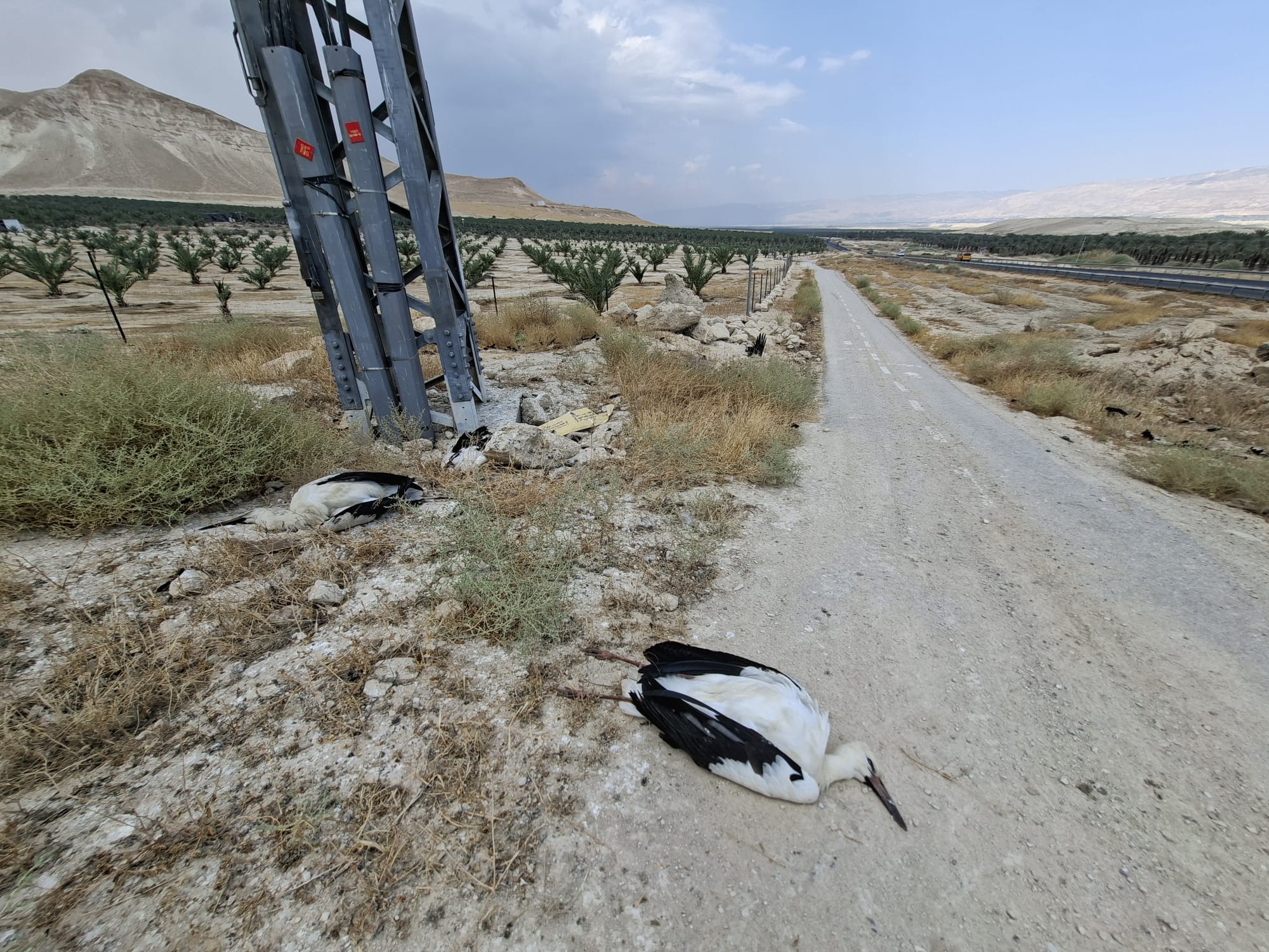 Authorities Call for Action After Dozens of Storks Electrocute on Power Lines in Jordan Valley Authorities Call for Action After Dozens of Storks Electrocute on Power Lines in Jordan Valley