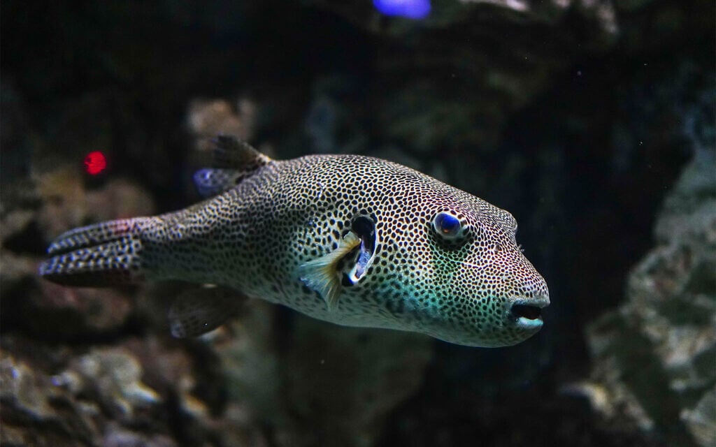 Stellate puffer (Arothron stellatus). (Muhammad Arie via iStock)