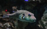 Stellate puffer (Arothron stellatus). (Muhammad Arie via iStock)