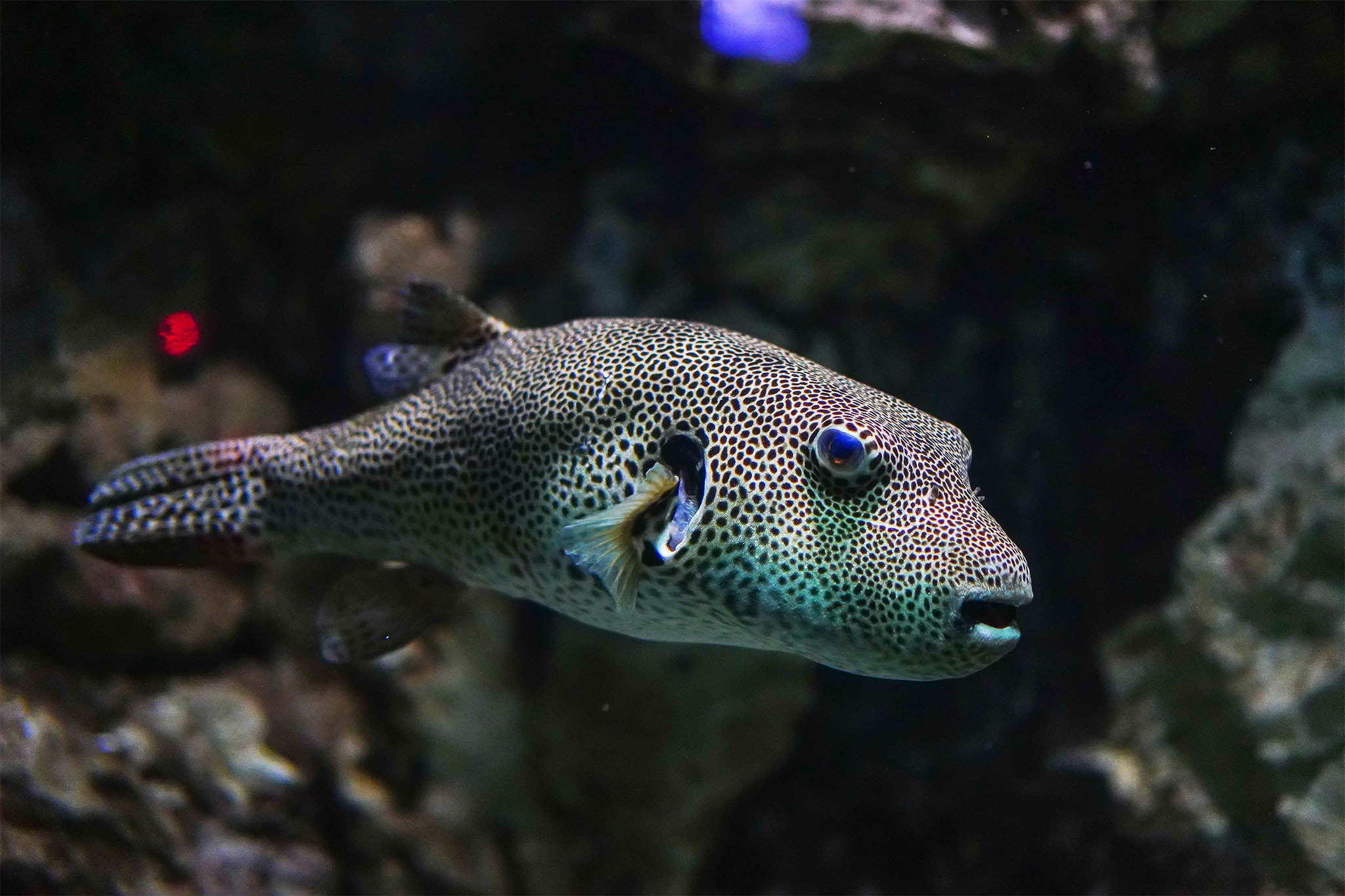 Israeli study fingers Red Sea fish most likely to invade Mediterranean next