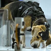 This photograph taken on July 28, 2026 shows a beagle sniffing a sample during a test inside a laboratory at the Dognosis facility in Kempohalli village on the outskirts of Bengaluru. (Idrees MOHAMMED/AFP)