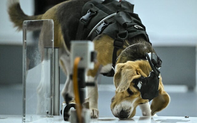 This photograph taken on July 28, 2026 shows a beagle sniffing a sample during a test inside a laboratory at the Dognosis facility in Kempohalli village on the outskirts of Bengaluru. (Idrees MOHAMMED/AFP)
