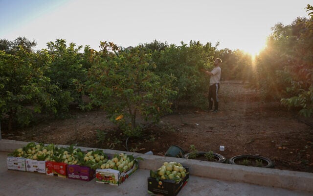 A Palestinian farmer works at a field during the guava harvest season in the village of Ras Atiya, south of Qalqilya  in the West Bank on September 16, 2026. (Zain JAAFAR/AFP)