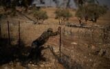 A man works on a fence at a Palestinian-Bedouin family’s house to try to prevent attacks from Israeli settlers on the outskirts of the West Bank town of Taybeh, September 9, 2026. (AP Photo/Leo Correa)