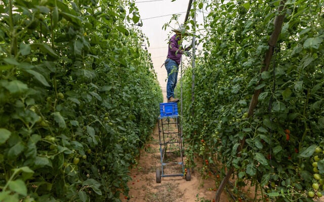 Farmers at moshav Sade Nitzan, northern Negev desert, October 9, 2025. (Yossi Aloni/FLASH90) Farmers at moshav Sade Nitzan, northern Negev desert, October 9, 2025. (Yossi Aloni/FLASH90)