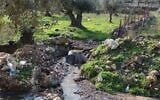Sewage flows in Wadi al-Eish near Tulkarm, in the northern West Bank, in early 2026. (Green Now)