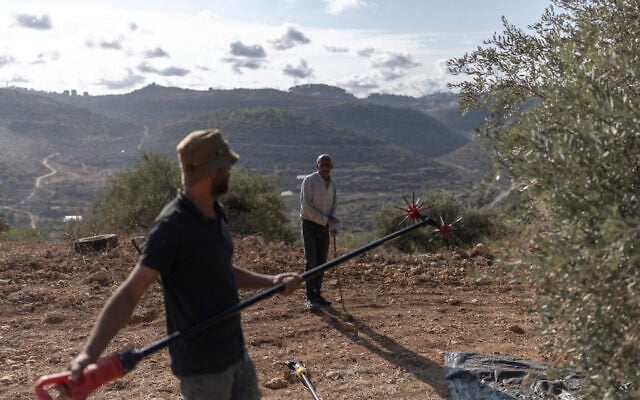 Palestinian farmers harvest their olive trees in the West Bank village of Deir Abu Mashal on October 19, 2026. (ilia YEFIMOVICH/AFP)
