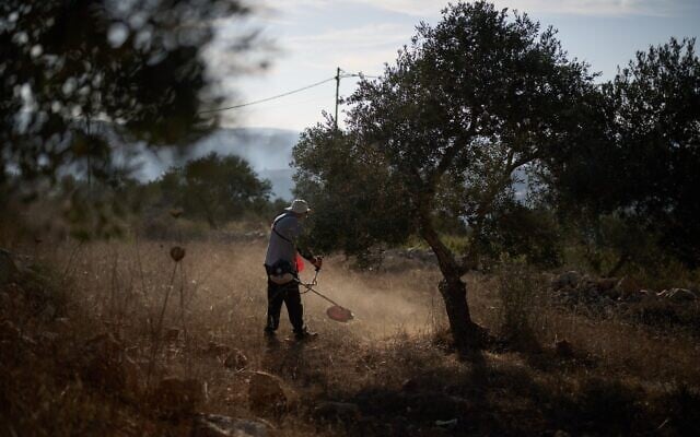 A Palestinian takes part in a community action to clear the area around the olive trees in preparation for the upcoming harvest season on the outskirts of the West Bank town of Birzeit, October 2, 2026, in an area that, according to residents, they were unable to access last year due to Israeli army restrictions and settler attacks. (AP Photo/Leo Correa)