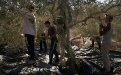 Palestinians harvest olives with the assistance of Israeli and foreign volunteers in the West Bank town of Rantis, October 6, 2026. (AP Photo/Leo Correa)