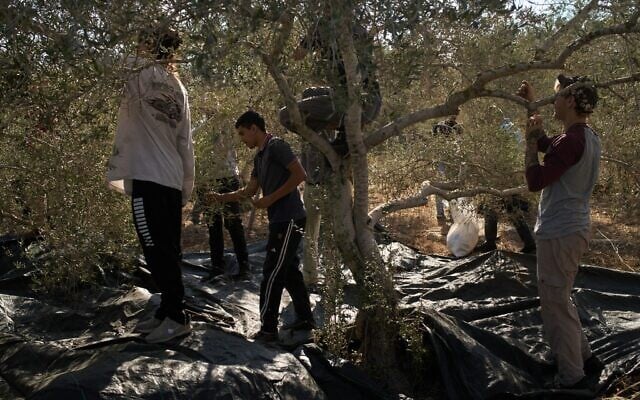 Palestinians harvest olives with the assistance of Israeli and foreign volunteers in the West Bank town of Rantis, October 6, 2026. (AP Photo/Leo Correa)