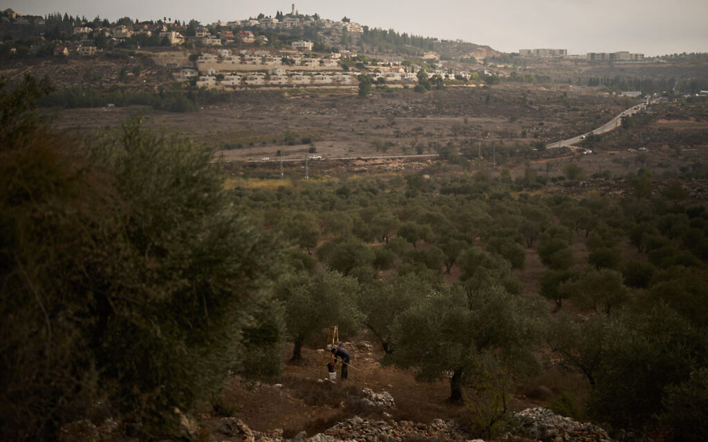 Backdropped by the Israeli settlement of Shilo, a Palestinian man collects olives during the harvest in the West Bank town of Turmus Ayya, October 12, 2026. (AP Photo/Leo Correa) Backdropped by the Israeli settlement of Shilo, a Palestinian man collects olives during the harvest in the West Bank town of Turmus Ayya, October 12, 2026. (AP Photo/Leo Correa)