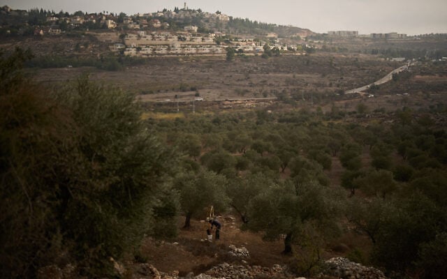 Backdropped by the Israeli settlement of Shilo, a Palestinian man collects olives during the harvest in the West Bank town of Turmus Ayya, October 12, 2026. (AP Photo/Leo Correa)