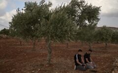 Palestinian men pray beside olive trees following an attack by Israeli settlers in the West Bank village of Abu Falah, October 16, 2026. (AP Photo/Leo Correa)