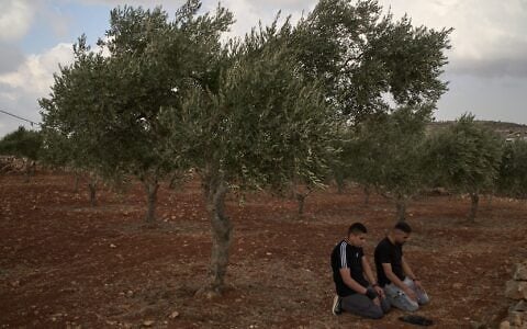 Palestinian men pray beside olive trees following an attack by Israeli settlers in the West Bank village of Abu Falah, October 16, 2026. (AP Photo/Leo Correa)