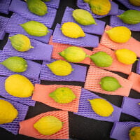 FILE: Etrogs at a market in Jerusalem on October 3, 2025. (Chaim Goldberg/Flash90)