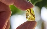 The lizard tail trapped in roughly 99 million year-old amber from northern Myanmar that zoology student Dolev Fabrikant spotted in the collection of Tel Aviv University's Steinhardt Museum of Natural History. (Dolev Fabrikant)